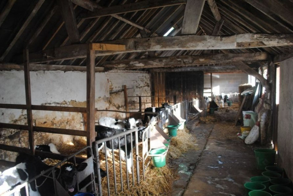 11668, RUR-7084, Cockatoo, Petworth, Sussex, South East, Farms & Farmyards, Farms & Forests